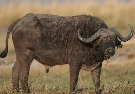 Rebrote de fiebre aftosa: Luego de 37 años Alemania presentó nuevos&nbsp;casos