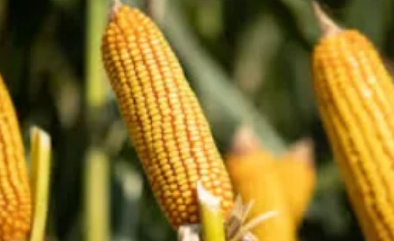 China es el principal socio comercial de Santiago del Estero, pero ¿qué país ocupa ese lugar en cada provincia&nbsp;argentina?