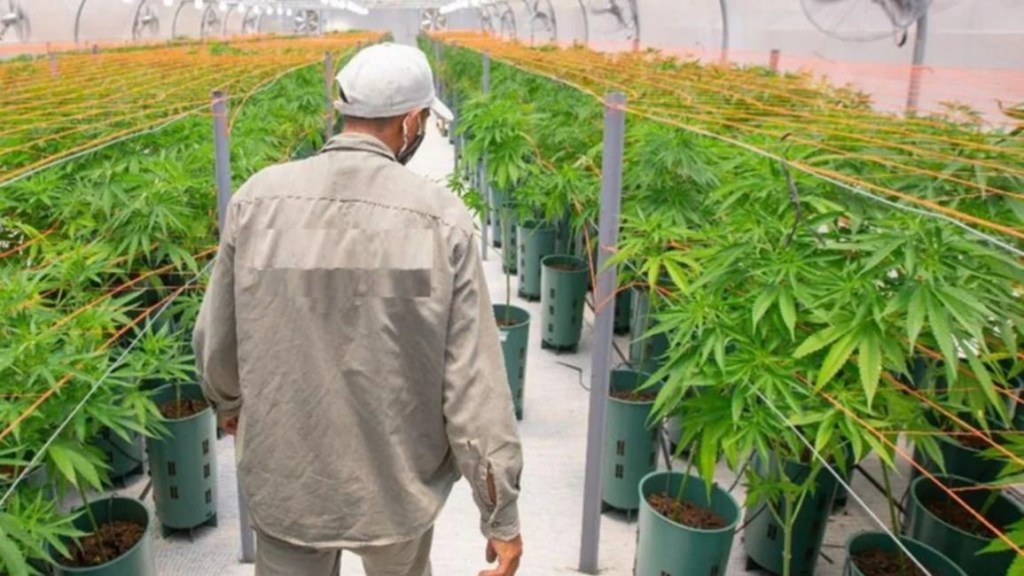 La provincia de Salta estableció un registro para pacientes&nbsp;canábicos