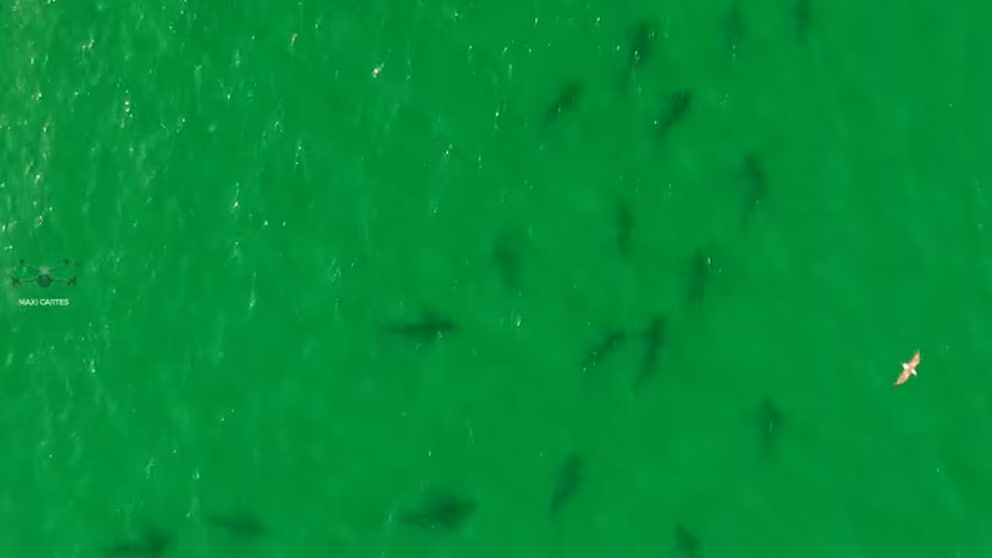 Fenómeno en el Golfo San Matías: captaron una gran concentración de tiburones&nbsp;bacota