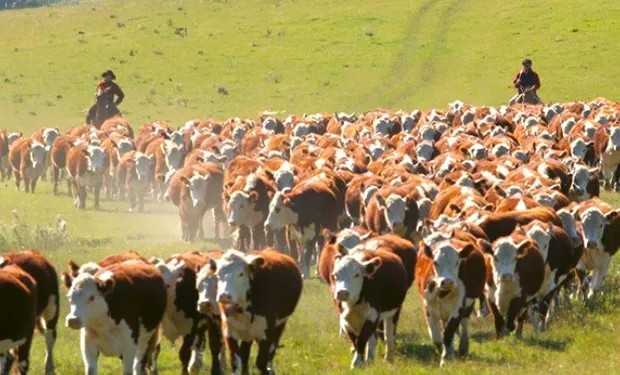 La ganadería del norte argentino atraviesa un momento histórico de&nbsp;expansión