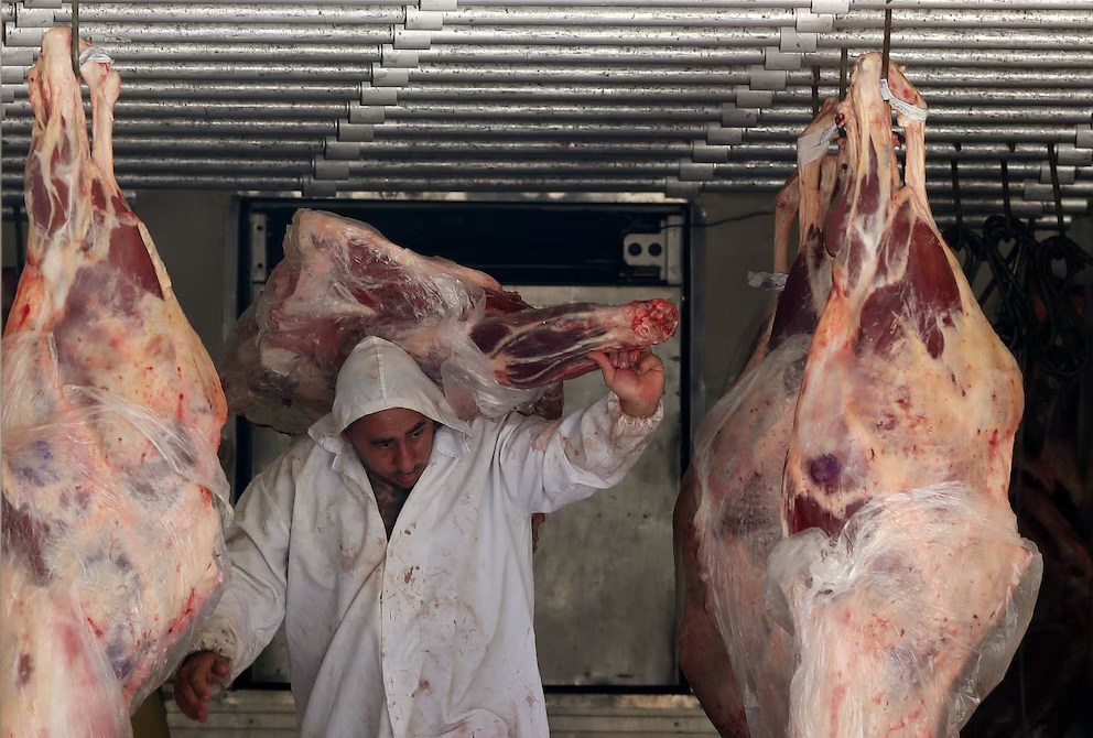 Río Negro impulsa una ley para vender carne de jabalí y&nbsp;guanaco